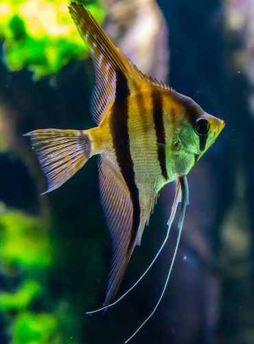 A vibrant angelfish navigating through a lush aquarium setting.