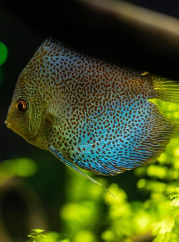 Vibrant discus fish swimming in an illuminated aquarium with lush greenery.