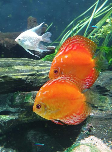 Close-up of vibrant red Discus fish swimming in a lush aquarium, showcasing vivid colors.
