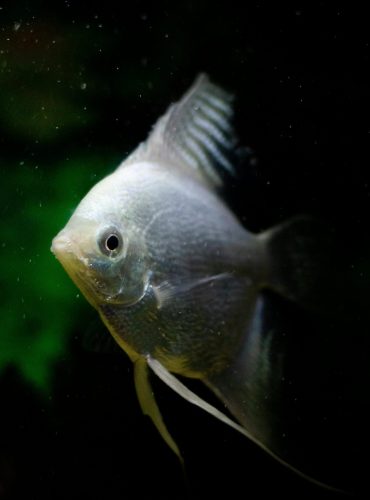Vivid close-up of a silver angelfish swimming gracefully underwater.